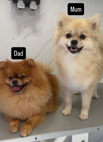 Pomeranian puppies