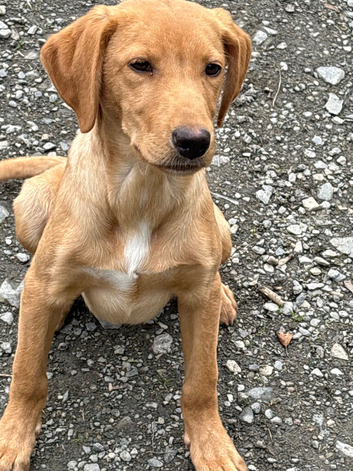 Beautiful 6 month old male part trained male a brilliant pet or continued work