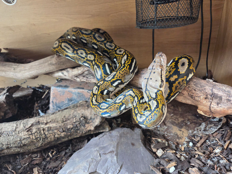 2 year old aztec retic with 6x2x2 viv