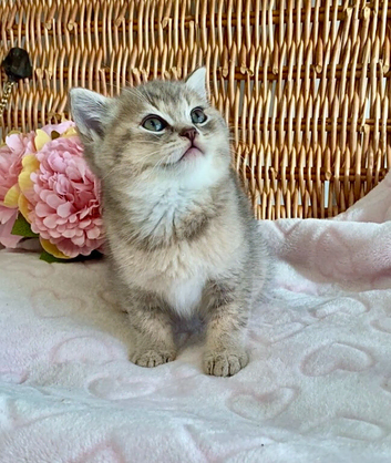 BEAUTIFUL BLUE GOLDEN BSH BOY (READY TOMORROW)