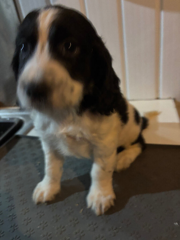 F1 Sprocker pups