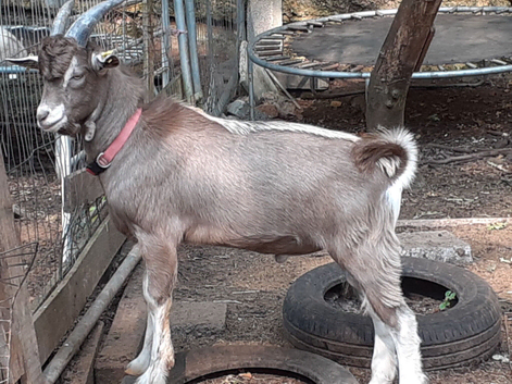 Fabulous Entire Intact Toggenburg Breeding Billy Goat - Father Pedigree