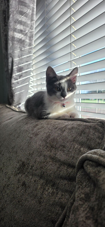Gray and white female cat