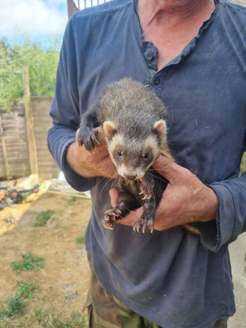 Polecats for sale