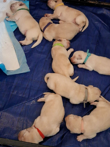 Labrador puppies