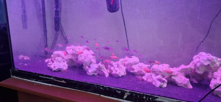 Peacock cichlids