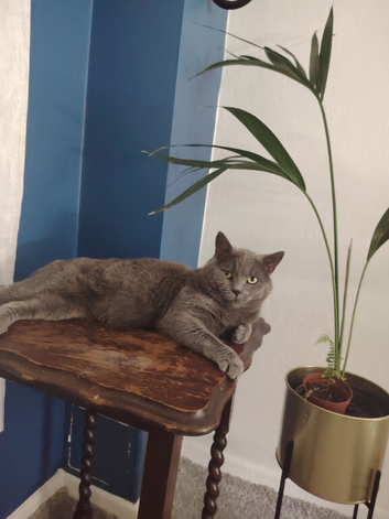 Stud / Reproductive Pedigree British Blue Male