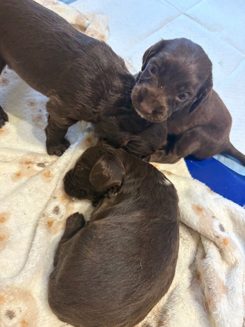 Working sprocker spaniel pups