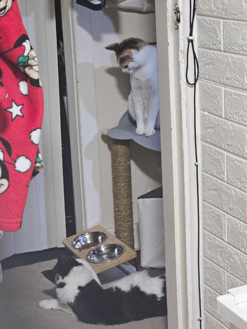 2 female cats maple and mochi