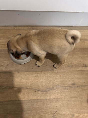 Fawn pug puppy