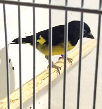 YELLOW BELLY SISKINS