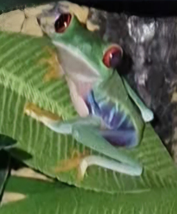 1 unsexed Red eye tree frog with bio-active set up