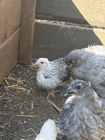 Off heat chicks living outside
