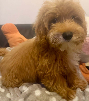 Beautiful Puppies Looking for Loving Homes