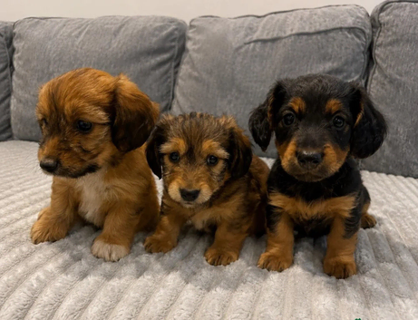 lovely long haired miniature dachshund