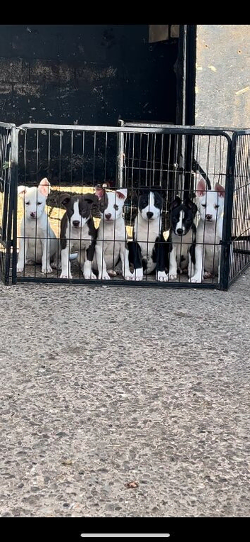 Stunning huski x American bull dog puppies