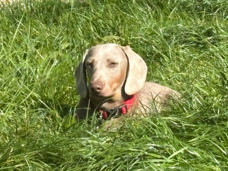 DNA Tested Clear Mini Smooth Dachshund