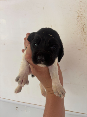 Springer Spaniel Puppies