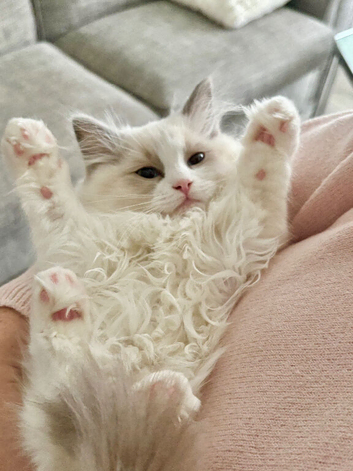 Ragdoll Kittens *INC VACCINATIONS & INSURANCE*
