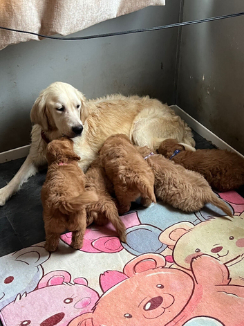 Beautiful golden brown doodles