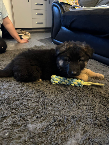 KC German shepherd bitch pup left