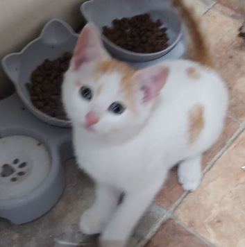1 white and ginger kitten for sale left