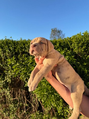 Cane Corso bandogge mastiff chunky pups for sale