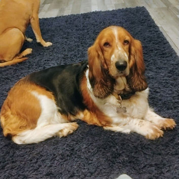 Basset Hound
