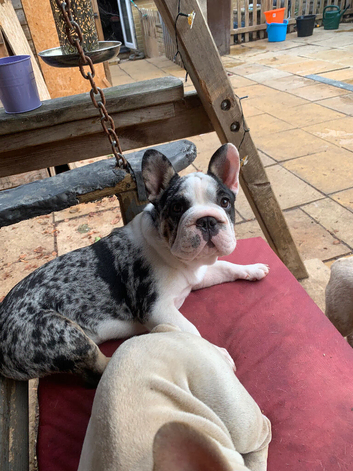 Velvet big rope Kc registered girl