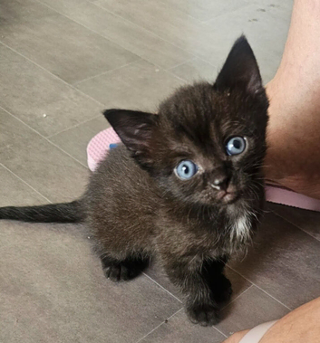 Sphynx mix ragdoll  Kitten &ndash; Stunning Blue Eyes
