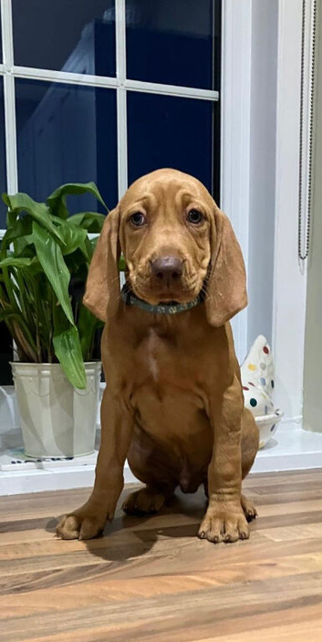 One boy  left!! Beautiful KC registered Hungarian vizsla puppies