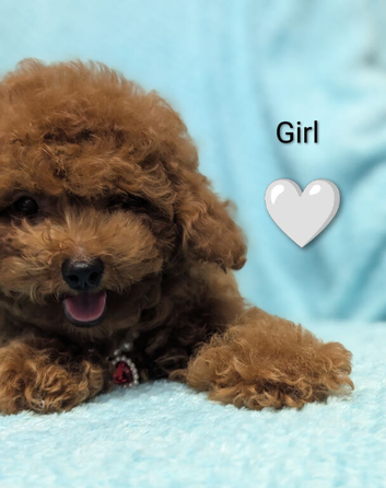 Adorable Asian red toy poodles