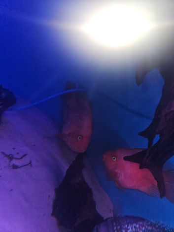 Breeding pair of parrot fish