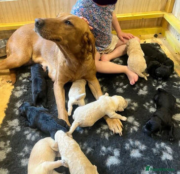 Labradoodle puppies available