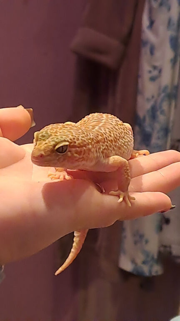 Female Leopard Gecko