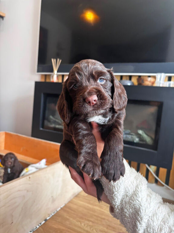 Cocker Spaniel Puppies