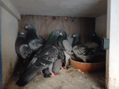 Mixed racing pigeons for sale