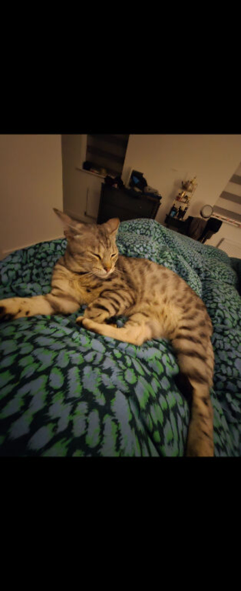 Snow bengal
