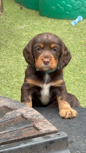 Liver (Chocolate) Working Cocker Spaniel Puppies