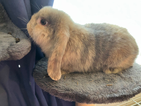 Girl mini lop
