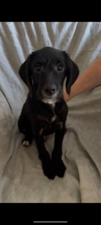 Absolutley gorgeous Cockapoo x puppies vaccinated
