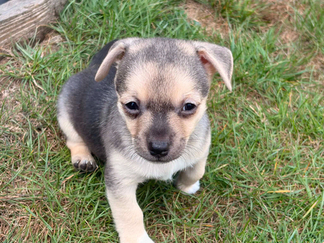 Last 3 boy Chihuahua left