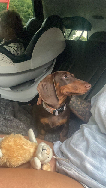 Miniature dauchshund