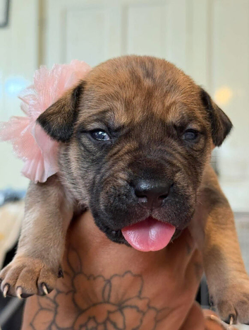 Adorable bull presa puppies