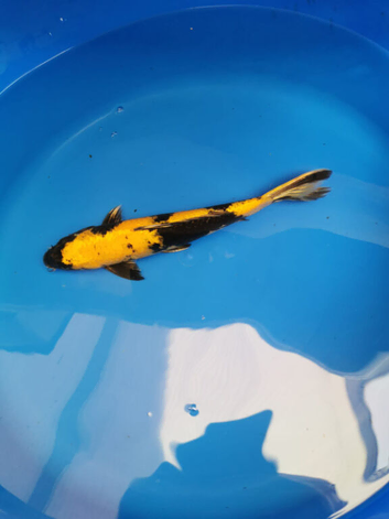 High Grade koi for sale