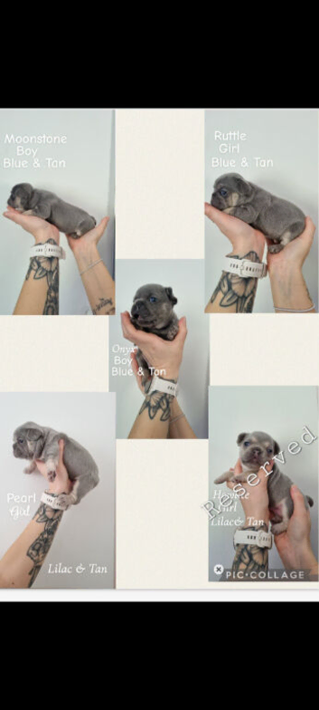 KC Registered Frenchie puppies