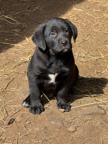 Labrador x collie pups