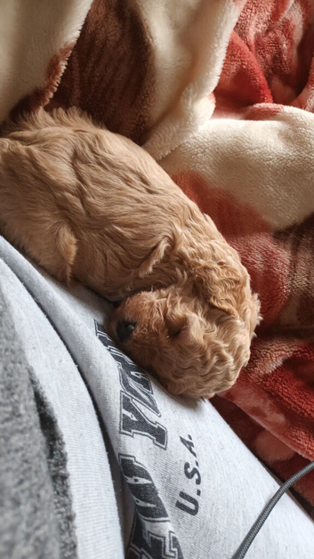 Beautiful cockapoo male