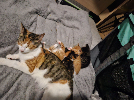 Kittens x4