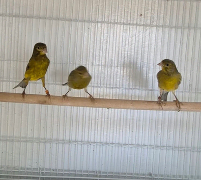 3 raza canaries looking for new home